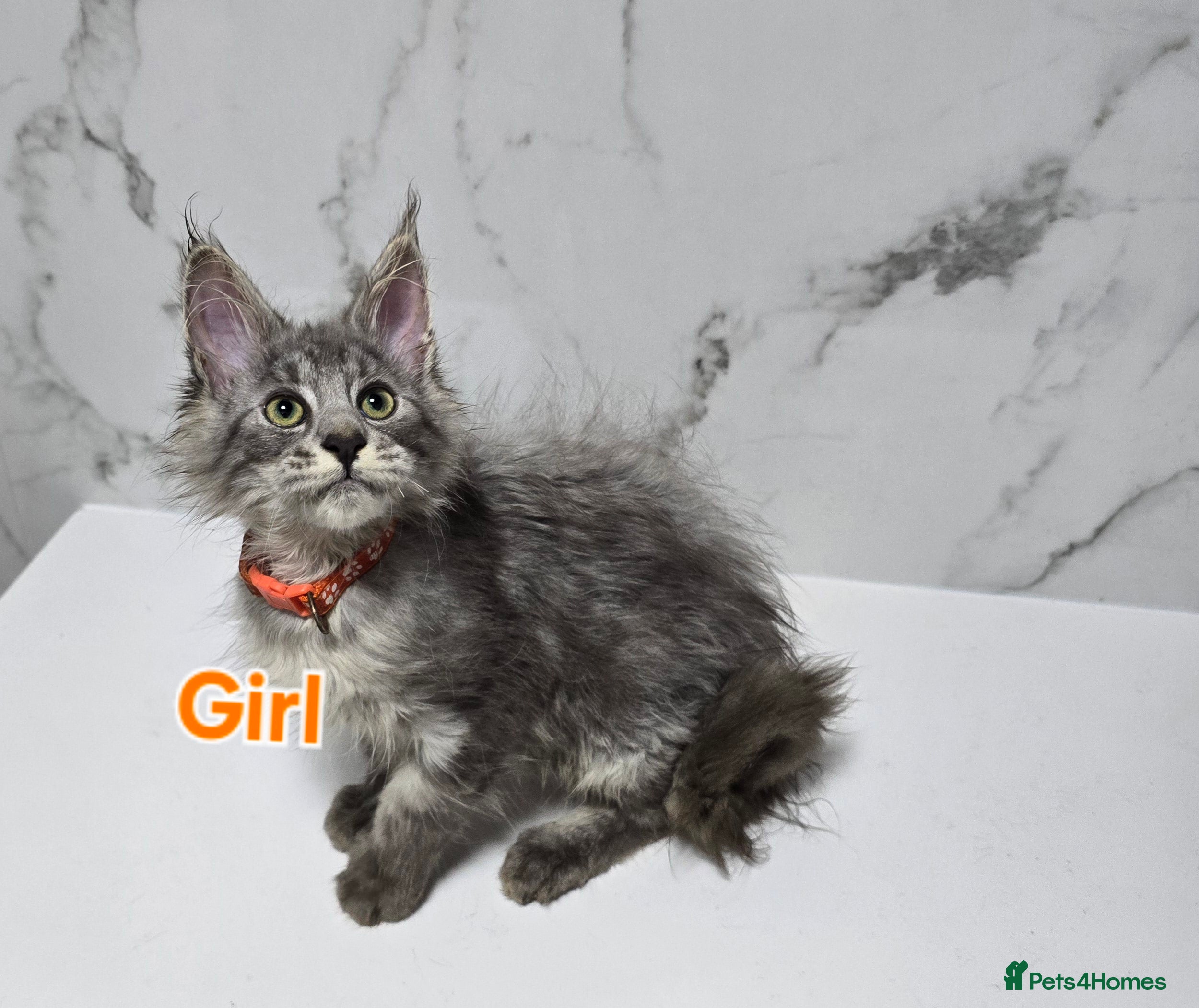 Maine Coon cats 2x Girls MaineCoon Tica Registred  - Advert 11