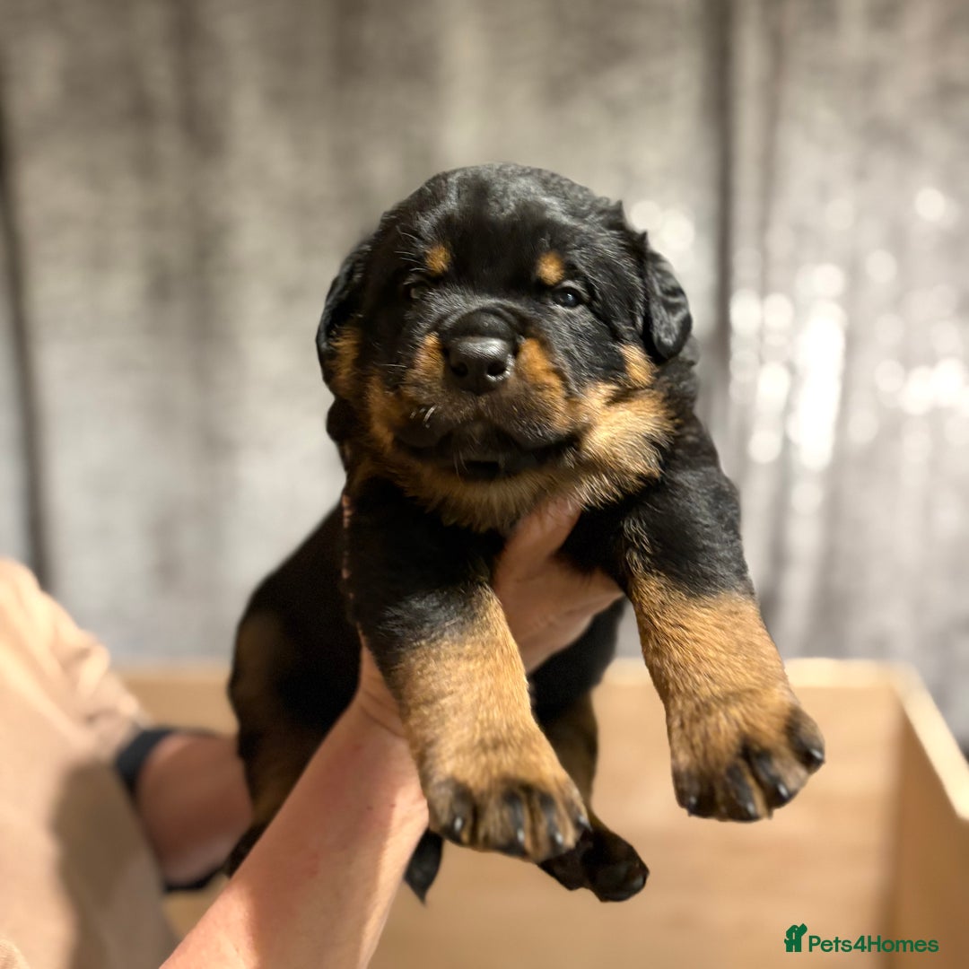 Rottweiler dogs for sale: 4 Gorgeous Rottweiler Puppies - Advert 12