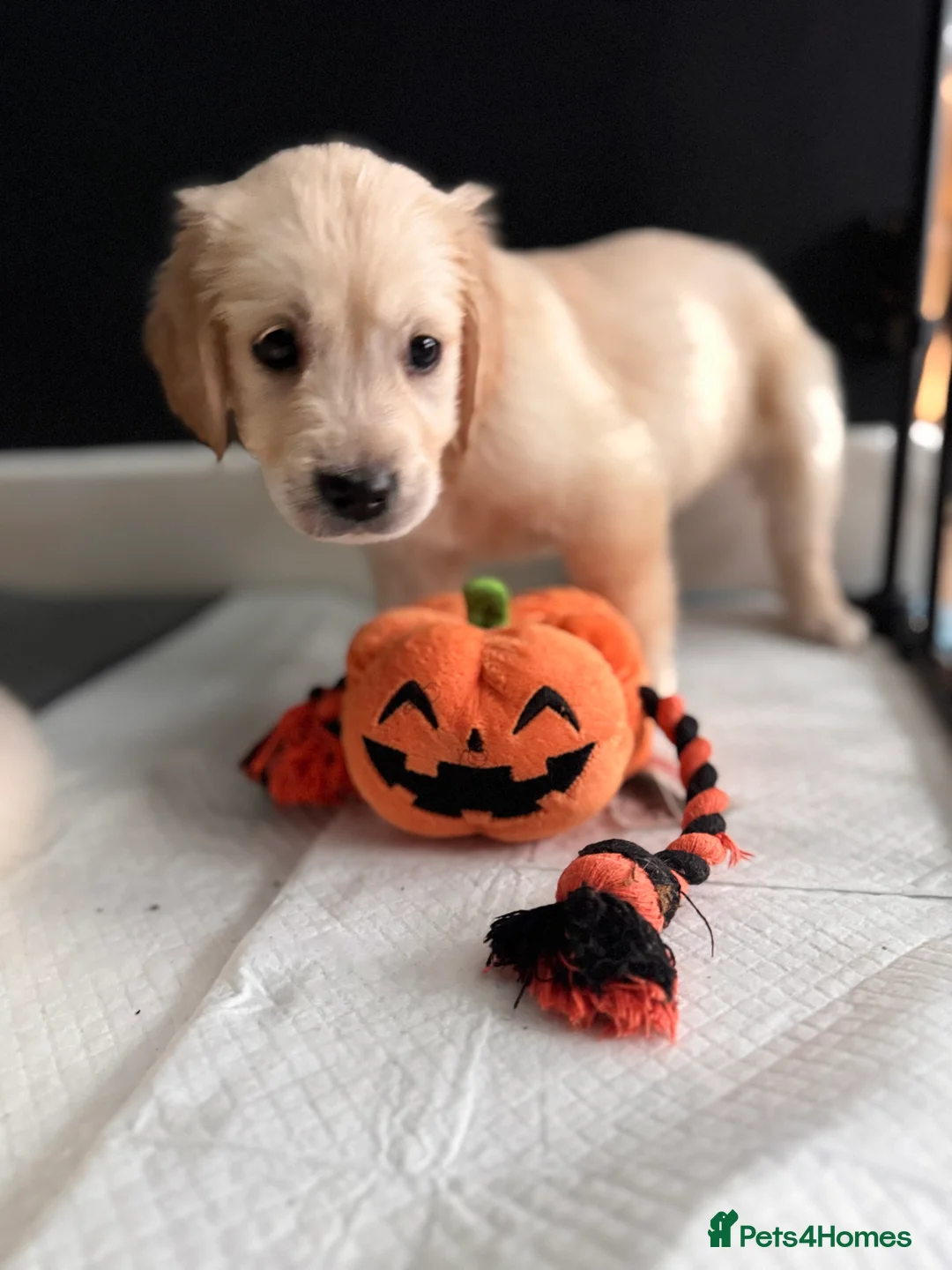 Golden Retriever dogs for sale: Champion line-KC Reg. Golden Retriever Puppies💖💙 - Advert 19