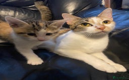 British Shorthair cats for sale: 2 female british shorthair/calico kittens  - Image 4