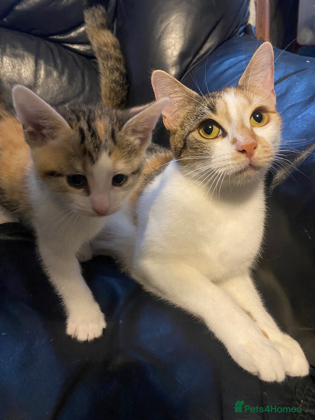 British Shorthair cats for sale: 2 female british shorthair/calico kittens  - Image 4
