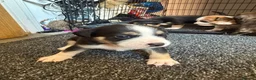 Staffordshire Bull Terrier dogs for sale: Staffy pups  - Advert 12