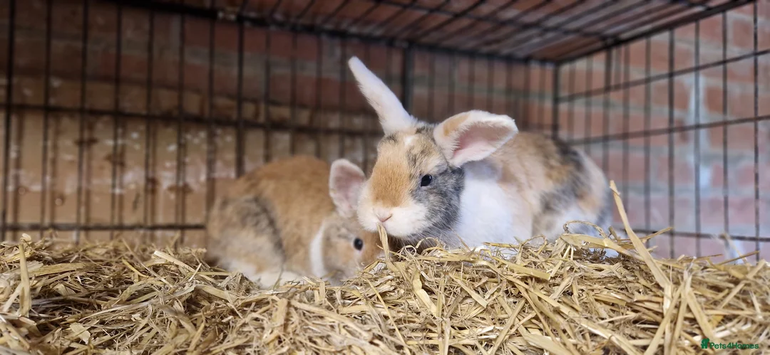 Mini Lop rabbits for sale: Gorgeous, friendly, ginger mini lop boys ready now - Advert 2