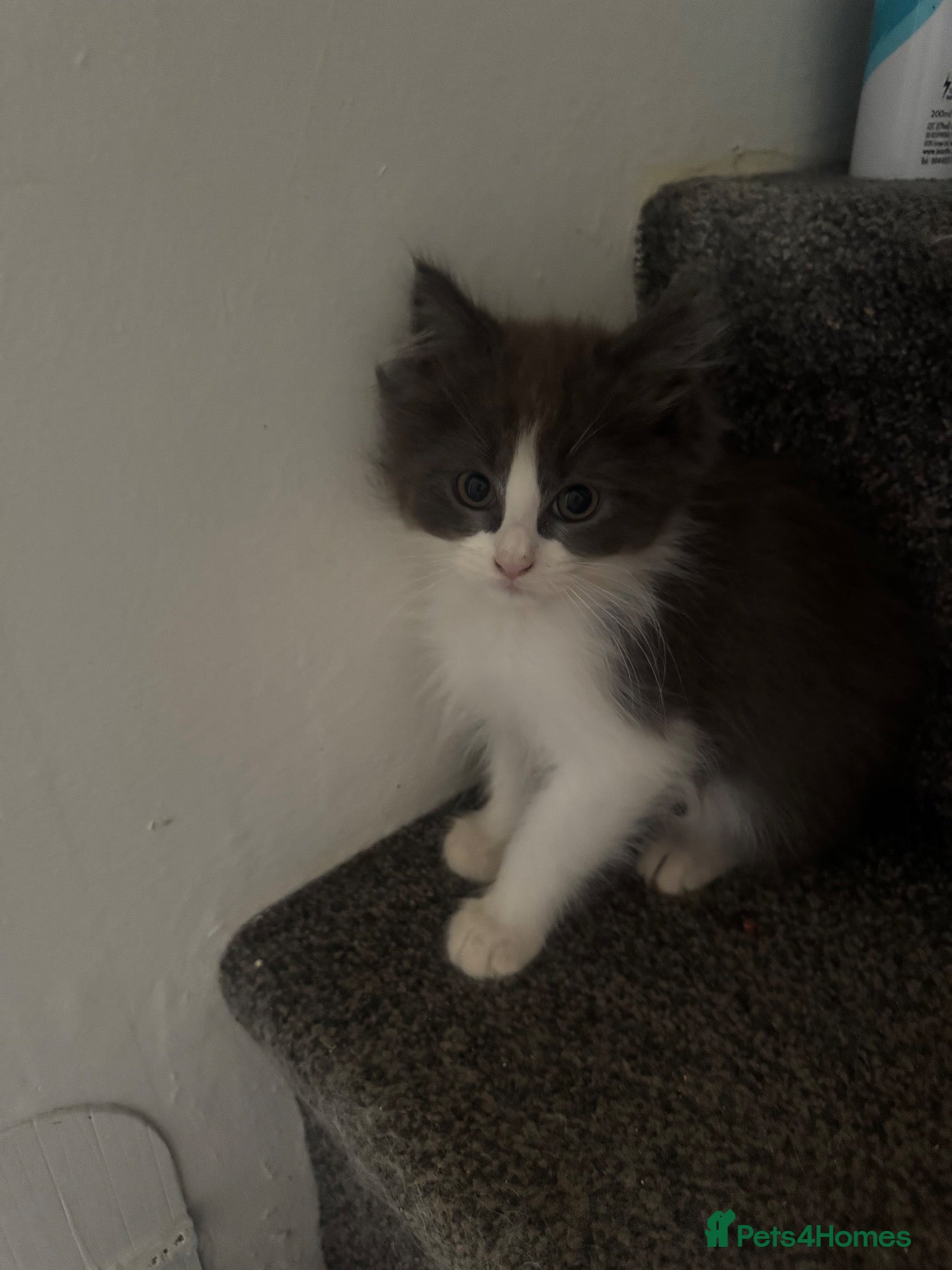 Ragcoon cats 🩵3 Beautiful Ragcoon Kittens Ready To Leave Now🩷 - Advert 12