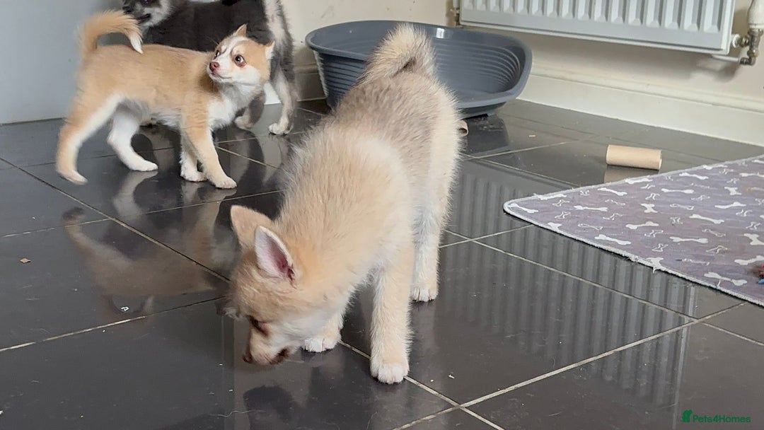 Pomsky dogs for sale: Fully vaccinated, 3 F4 Pomskies. Well socialised. - Image 29