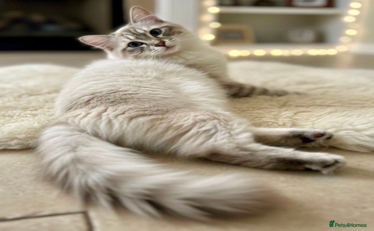 Ragdoll cats - Advert 1