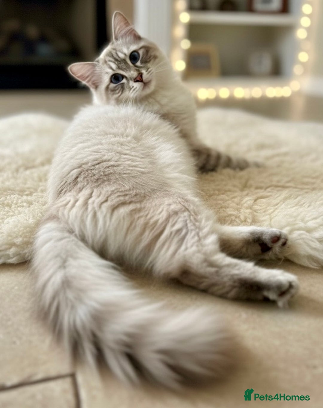 Ragdoll cats for stud: Gorgeous Ragdoll for Stud Duties - Image 1