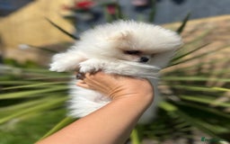 Pomeranian dogs for sale: Quality girl ready now PRINCESS 💕 - Image 10