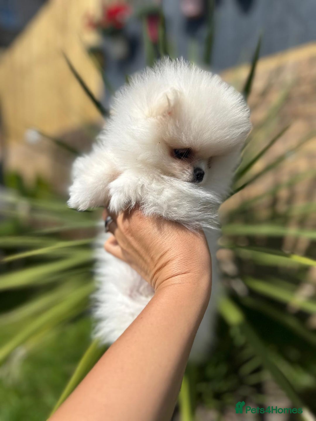 Pomeranian dogs for sale: Quality girl ready now PRINCESS 💕 - Image 10