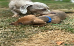 Dachshund dogs for sale: LAST Red Dapple Miniature Dachshund - Image 17