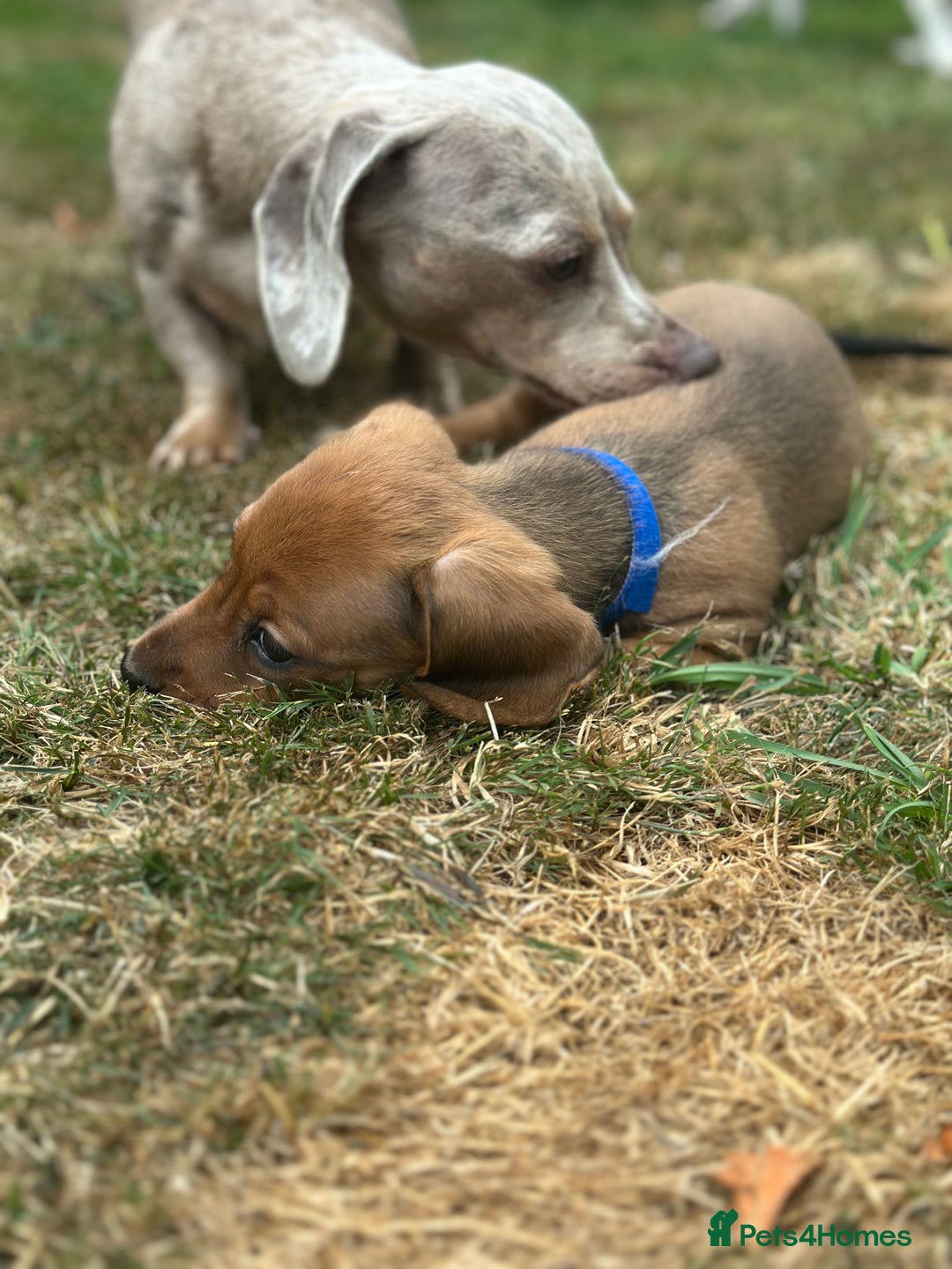Dachshund dogs for sale: LAST Red Dapple Miniature Dachshund - Image 17