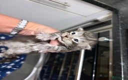 Maine Coon cats for sale: 7 beautiful kittens  - Image 11