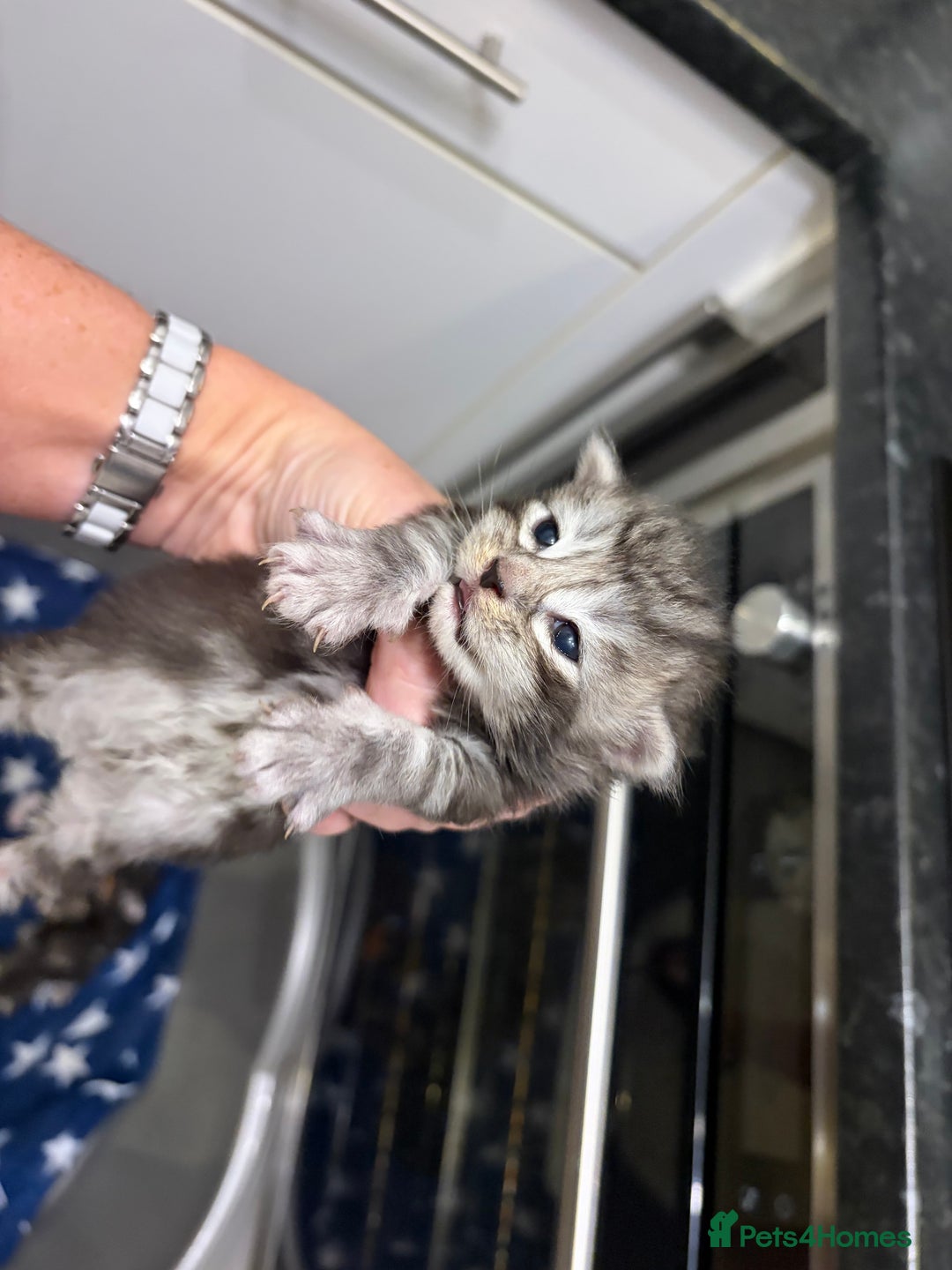 Maine Coon cats for sale: 7 beautiful kittens  - Image 11