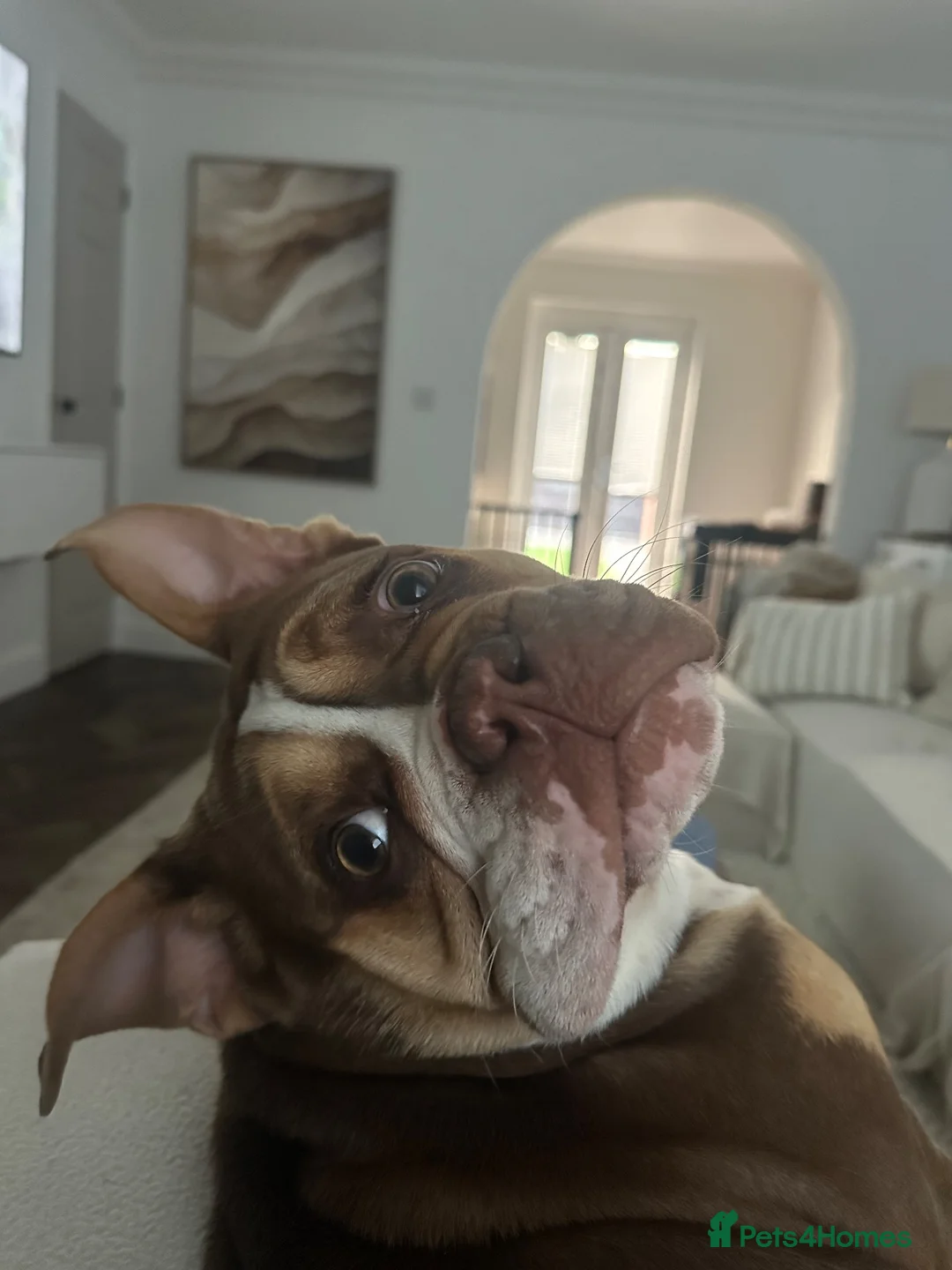 Olde English Bulldogge dogs for sale: Pablo - Male Olde English Bulldogge  - Advert 3