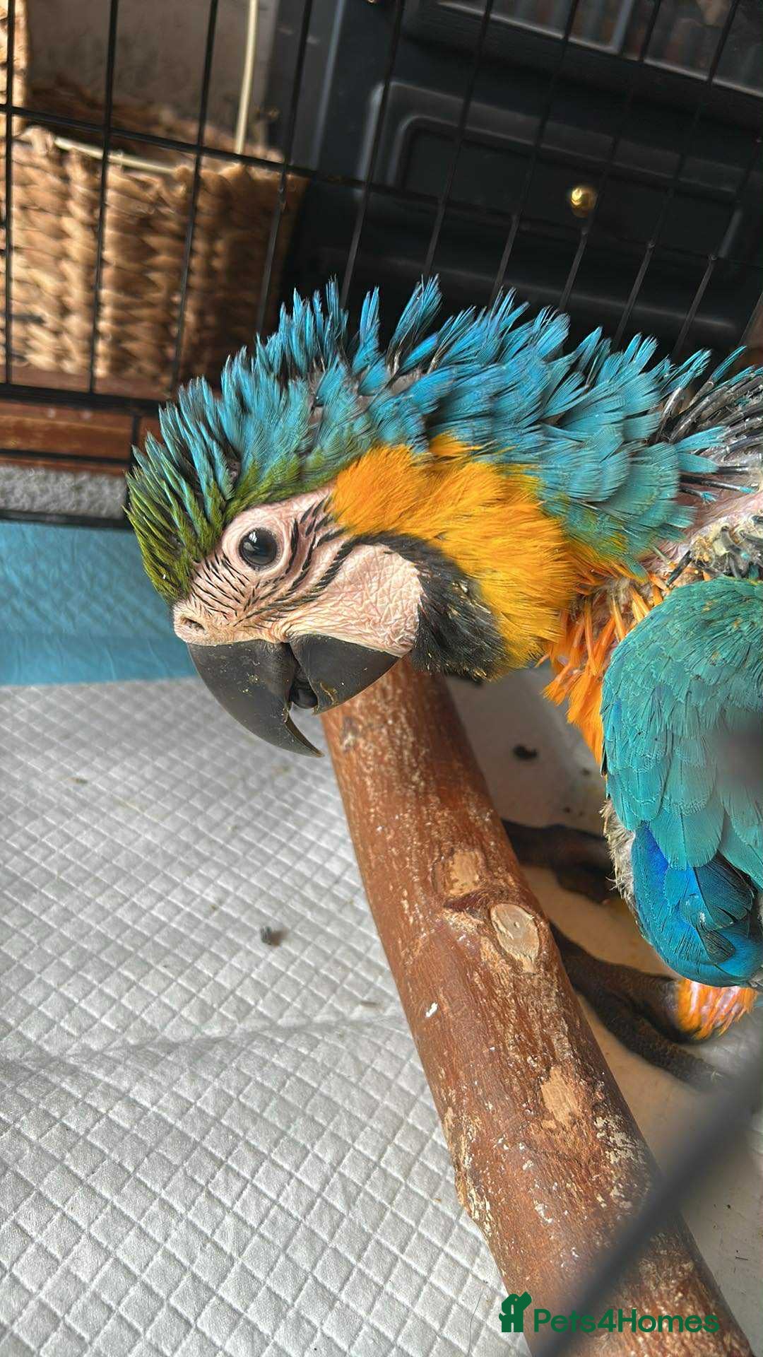 Macaws birds for sale: Hand reared blue & gold Macaw Chick - Image 8