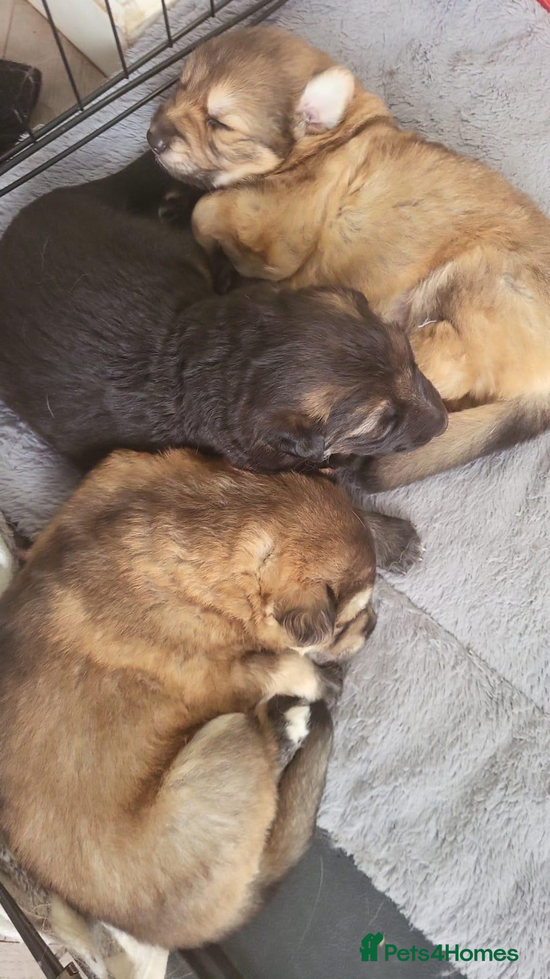 German Shepherd dogs for sale: Long hair german shepherd  - Advert 8