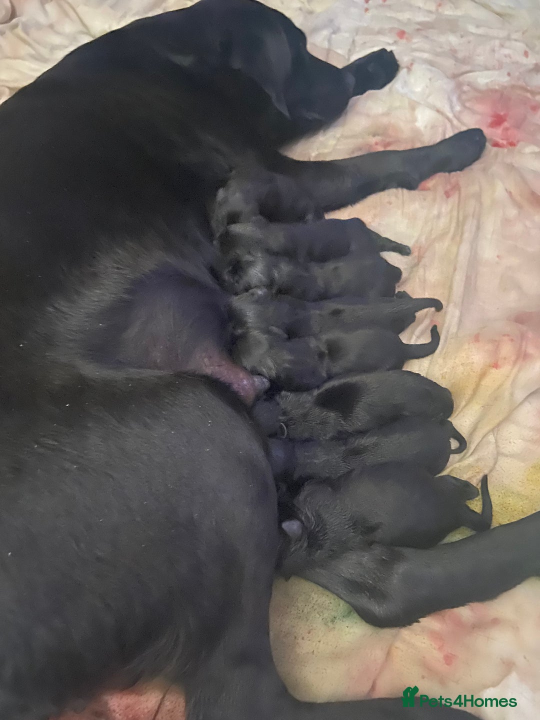 Labrador Retriever dogs for stud: KC Registered Black Lab For Stud in Scarborough - Advert 10