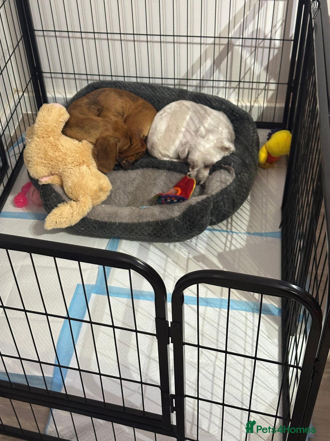 Maltese dogs for sale: Very Timid Maltese girl looking for a safe home  - Advert 2