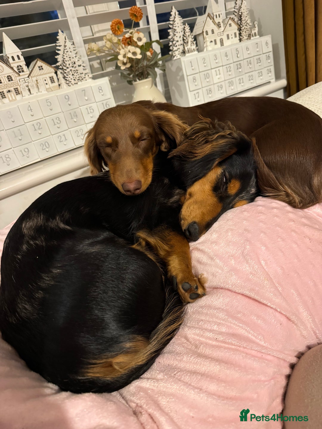 Miniature Dachshund dogs for sale: Rehoming - Advert 2