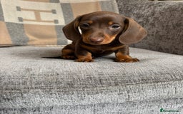 Miniature Dachshund dogs for sale: Beautiful Miniature Smooth Dachshund Puppies! - Image 8