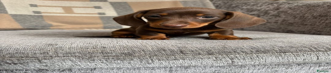 Miniature Dachshund Puppy 1