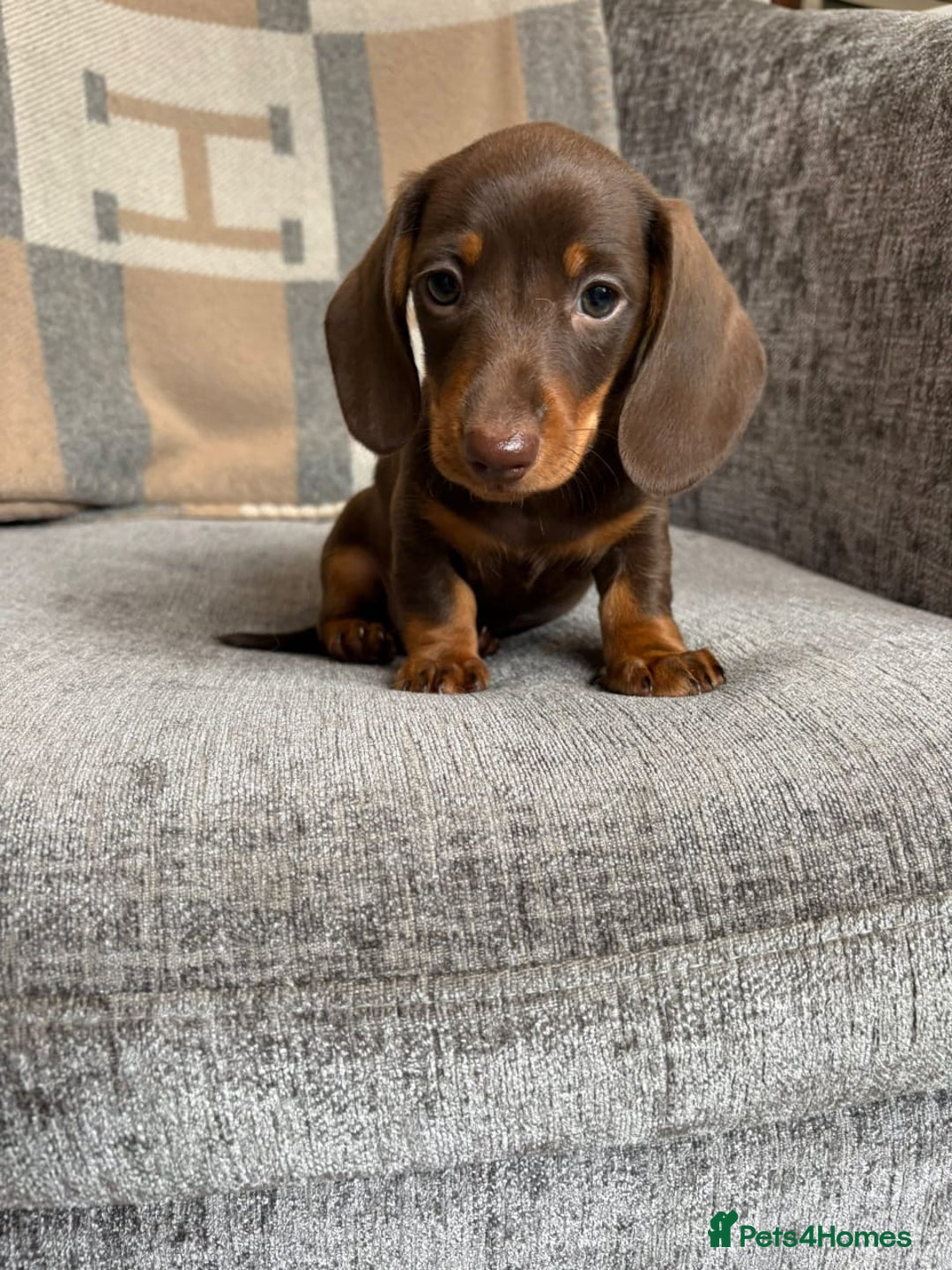 Miniature Dachshund dogs for sale: Beautiful Miniature Smooth Dachshund Puppies! - Image 8