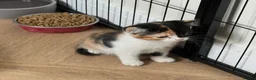 Mixed Breed cats for sale: KITTENS FOR SALE - Advert 6