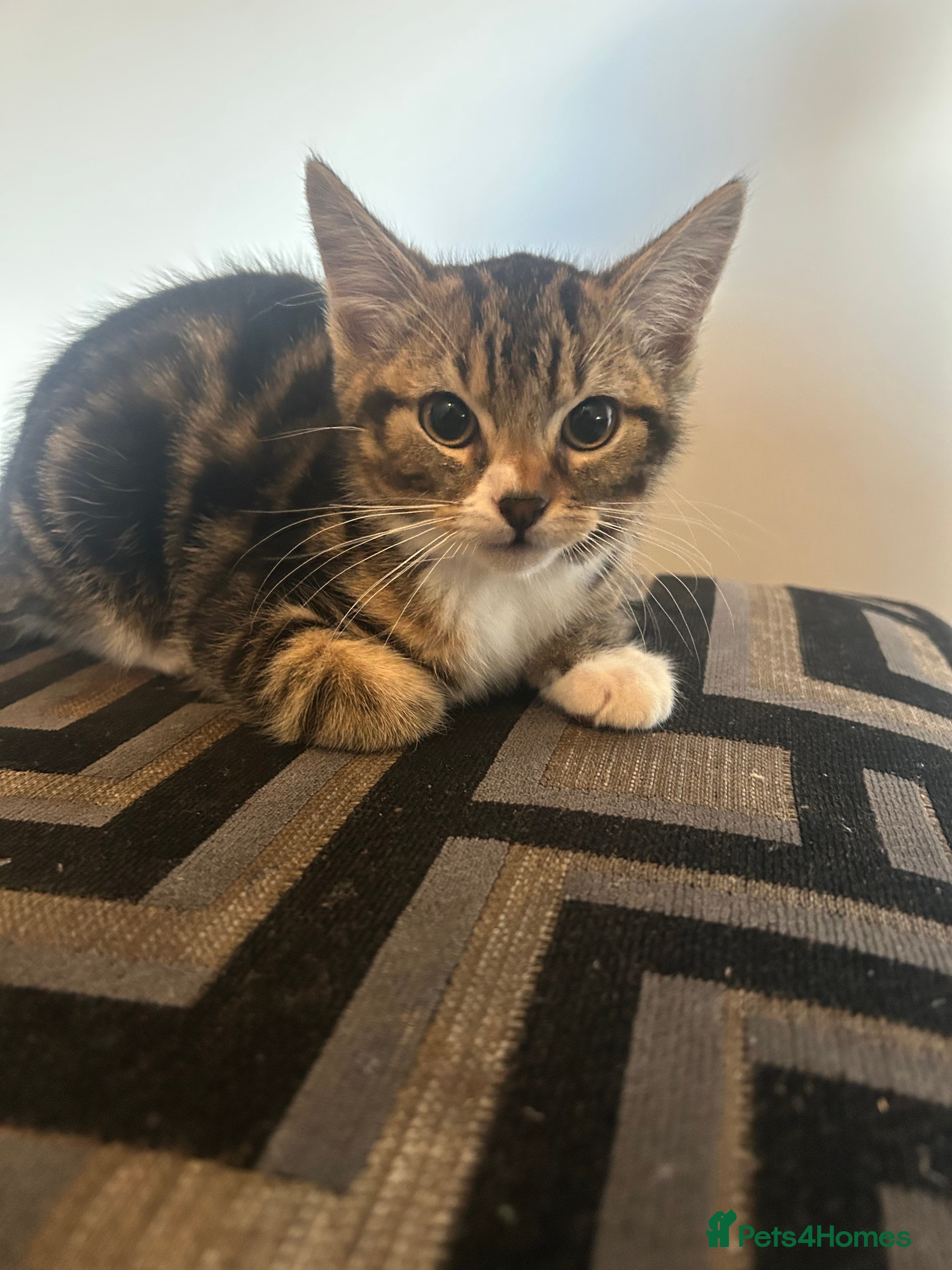 Mixed Breed cats Beautiful kittens  - Advert 18