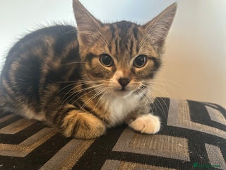 Mixed Breed cats Beautiful kittens - Advert 18