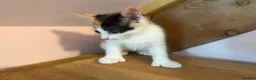 Mixed Breed cats for sale: Stunning polydactyl kittens - Advert 8