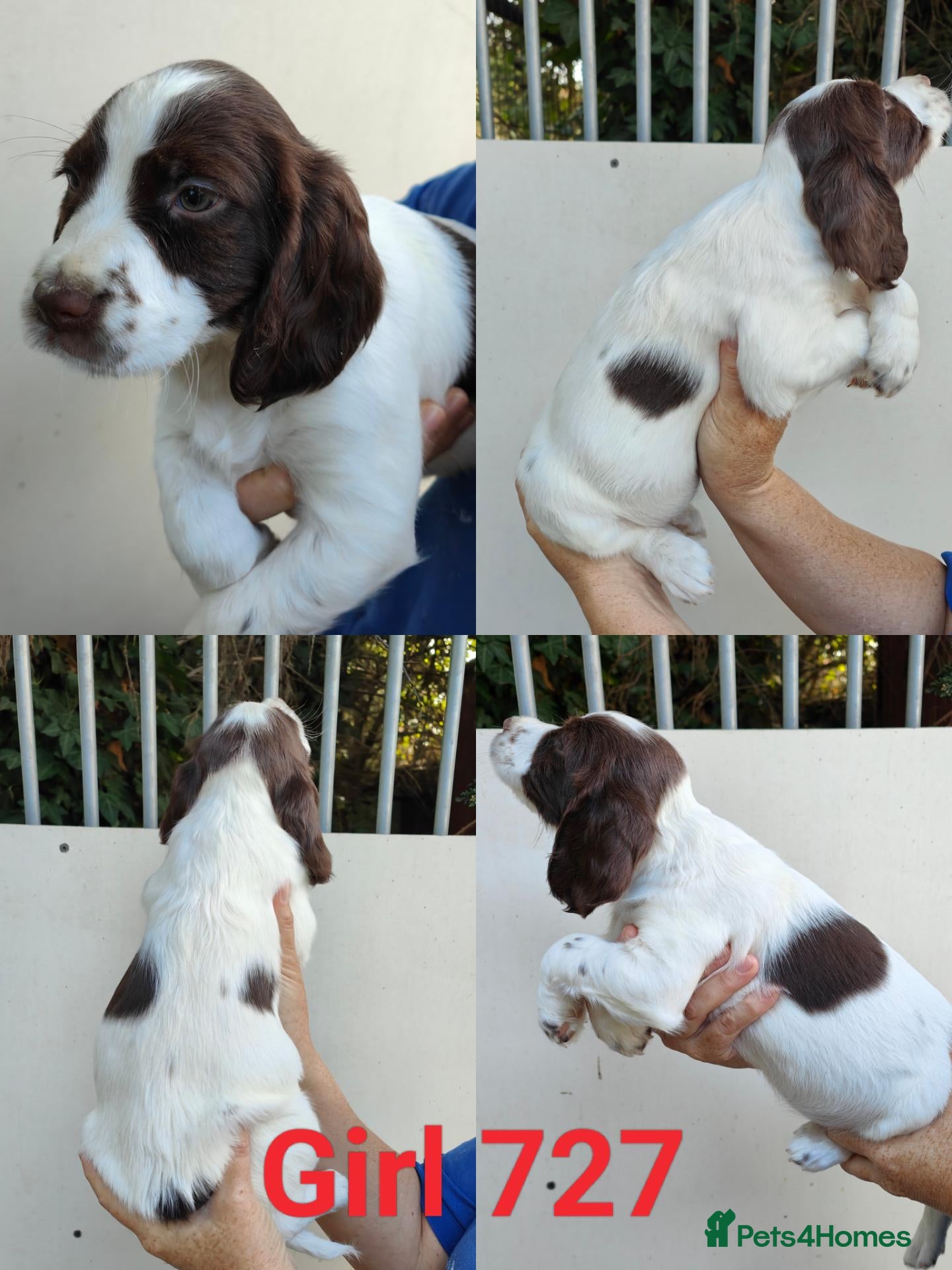 Sprocker dogs Beautiful Sprocker Puppies - Advert 2