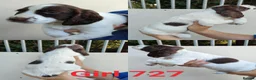 Sprocker dogs for sale: Beautiful Sprocker Puppies - Advert 3
