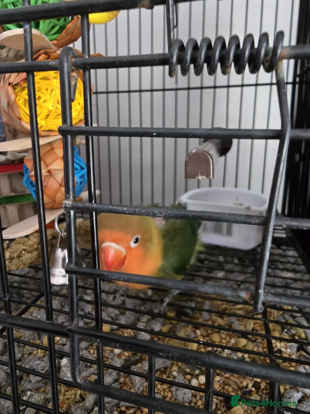 Lovebirds birds for sale: Tame baby love bird  - Advert 2