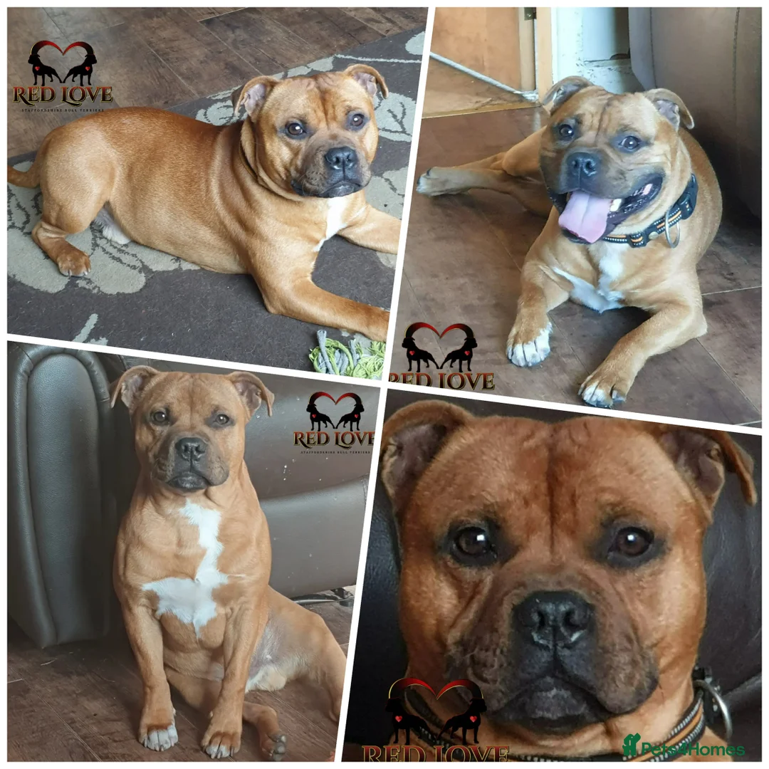 Staffordshire Bull Terrier dogs for stud: 🥨CHIEF CHAMPION SIRED 🥨🏆  in Rochdale - Advert 7