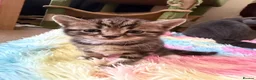 Scottish Fold cats for sale:  Scottish Fold Kittens 2 Males& 1 Female Available - Advert 2