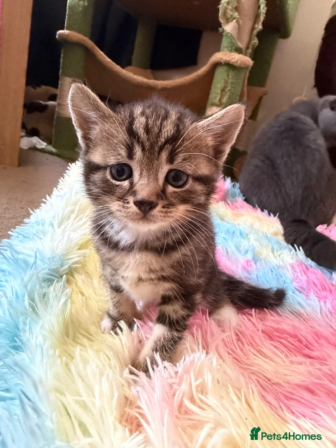 Scottish Fold cats for sale:  Scottish Fold Kittens 2 Males& 1 Female Available - Advert 2