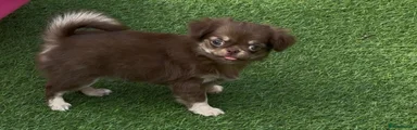 Chihuahua 1