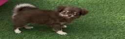Chihuahua dogs for sale: Beautiful long coat puppies  - Advert 6