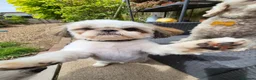 Shih Tzu dogs for stud: Pablo LOF-KC Shih-tzu - Advert 4