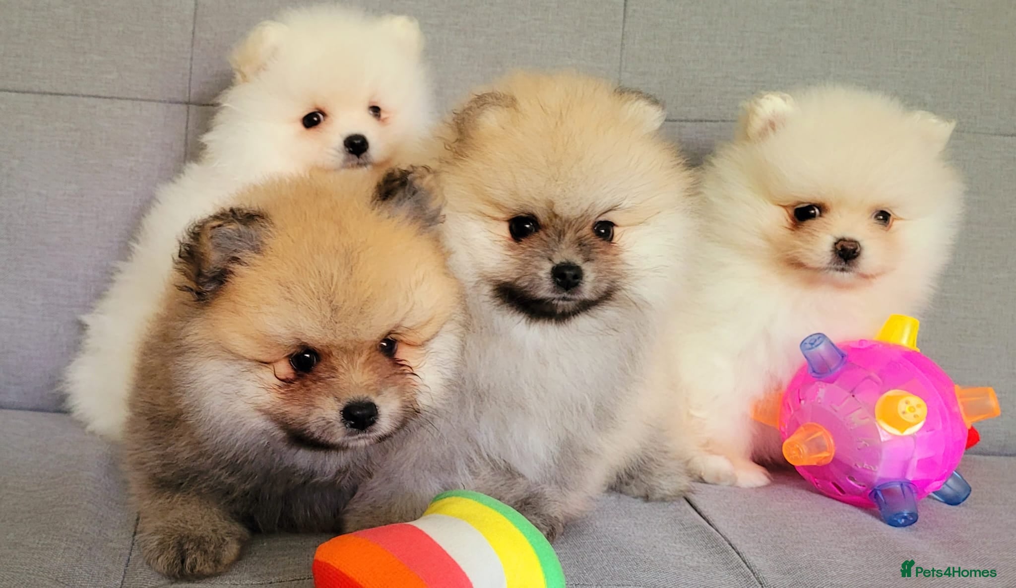 Pomeranian dogs Stunning KC Pomeranian Puppies for sale - Advert 16