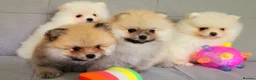 Pomeranian dogs for sale: Stunning KC Pomeranian Puppies for sale - Advert 6