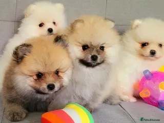 Pomeranian dogs Stunning KC Pomeranian Puppies for sale - Advert 16