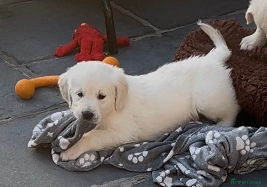 Golden Retriever dogs Heavy Coated Chunky Puppies - Advert 2