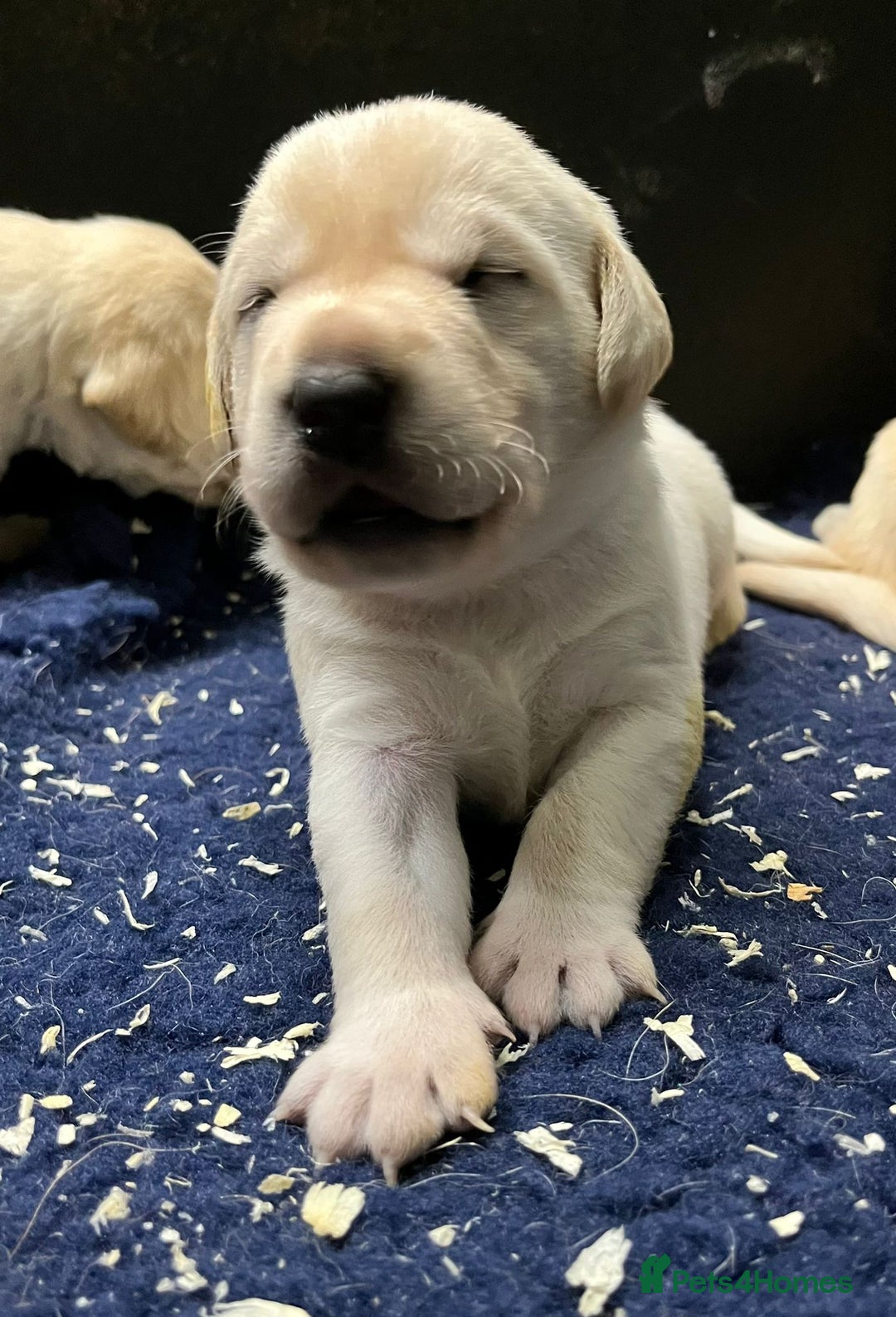Labrador Retriever dogs for sale: Superb yellow boys and girls - Image 6