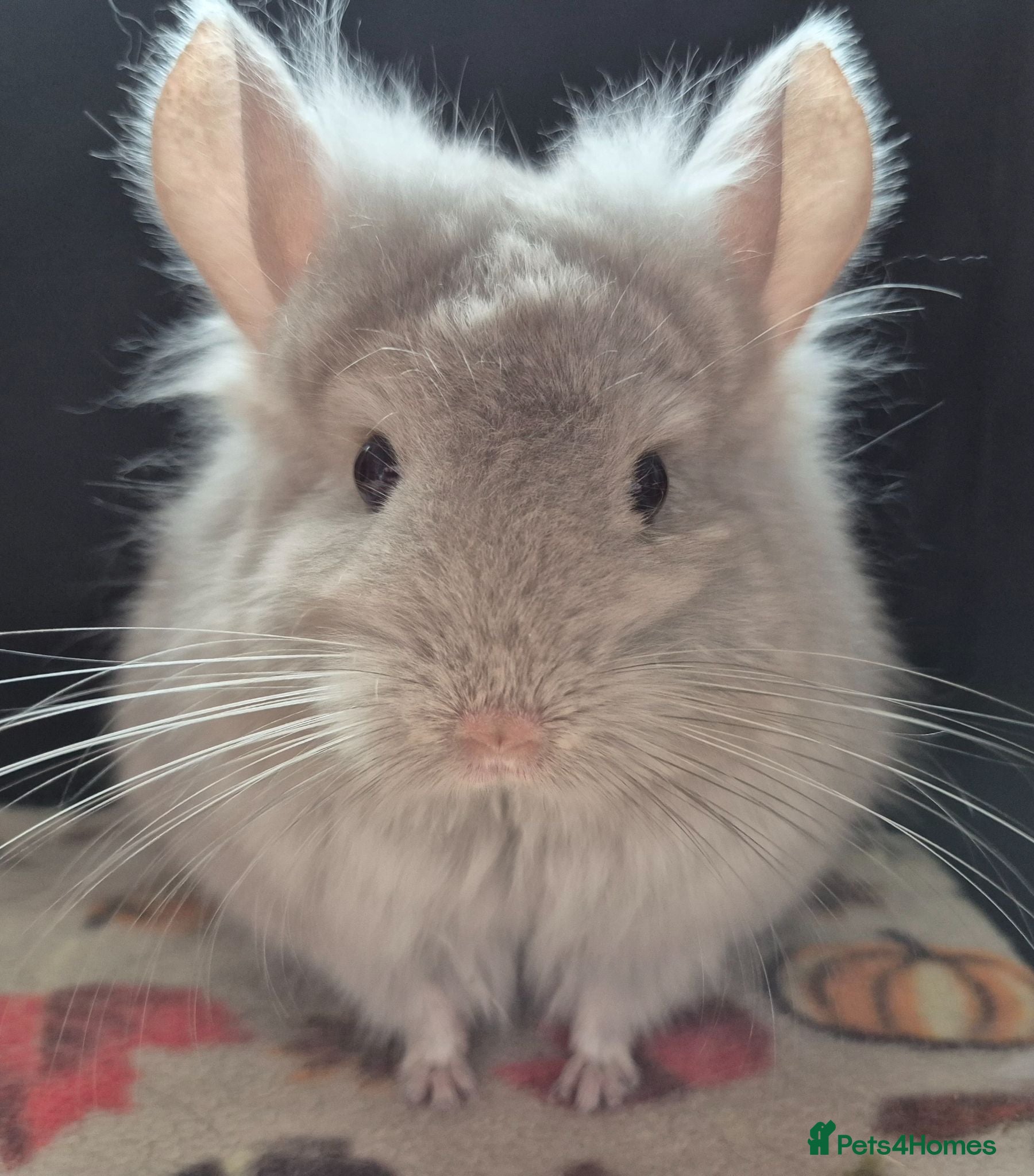 Chinchilla rodents A verity of Chinchillas rpa/rpac - Advert 1