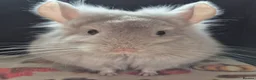 Chinchilla rodents for sale: A verity of Chinchillas rpa/rpac - Advert 1