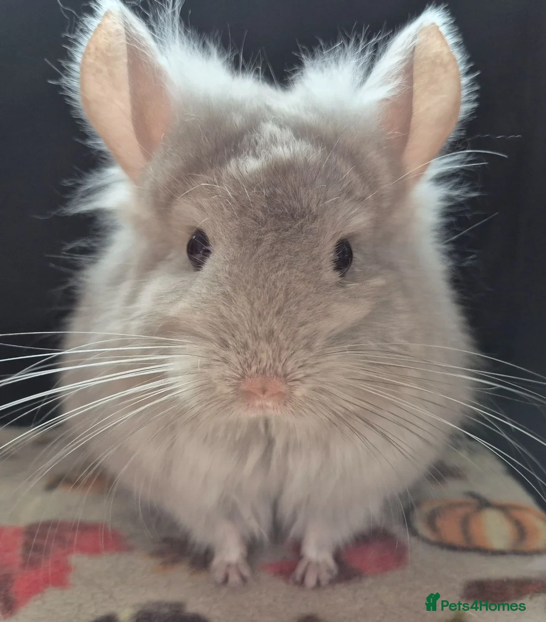 Chinchilla rodents for sale: A verity of Chinchillas rpa/rpac - Advert 1