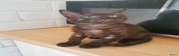 Mixed Breed cats for sale: Maine coon cross  - Advert 8