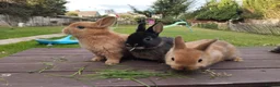 Netherland Dwarf rabbits for sale: Netherland dwarf 8wk, £50 each (CLEARANCE)  - Advert 12