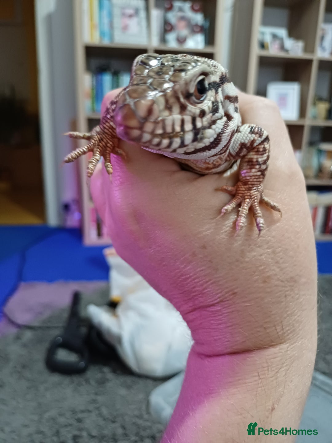 Lizard reptiles for sale: Red tegu  - Advert 6